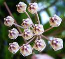 Hoya micrantha 'big leaf' - 1/4