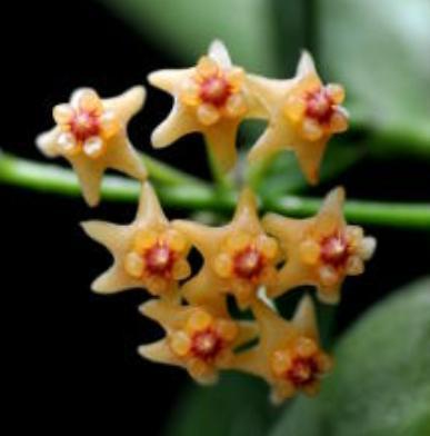 Hoya pandurata