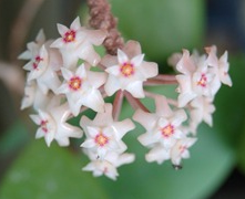 Hoya verticilata 'variegata'