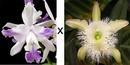 Cattleya intermedia v. coerulea 'Aquinii' x Brassavola digbyana - 1/3