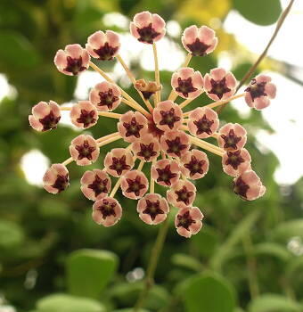 Hoya incurvula 'Sulawesi' - 1