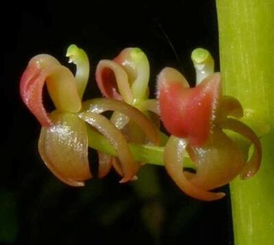 Liparis parviflora - 1