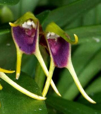 Masdevallia bicolor - 1
