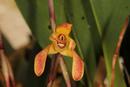 Maxillaria porrecta - 1/2