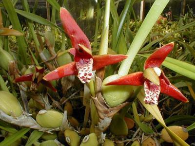 Maxillaria tenuifolia - Kokosová orchidej - 1