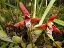 Maxillaria tenuifolia - Kokosová orchidej - 1/4
