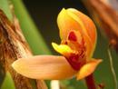 Maxillaria houtteana - 1/3