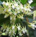 Hoya multiflora 'white flower' - 1/3