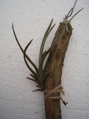 Tillandsia dorotheae (menší) - 1