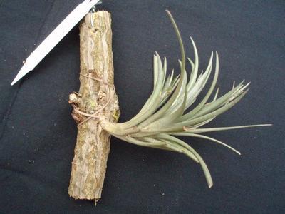 Tillandsia tenuifolia (hrubá forma) - 1