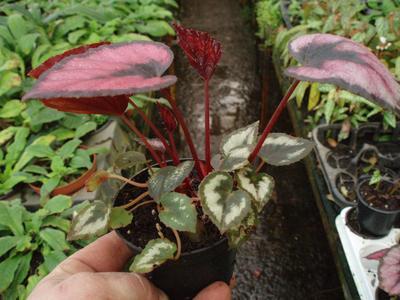 Begonia (dvě barvy) - 1