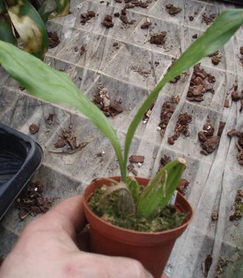 Gongora truncata (menší trs)