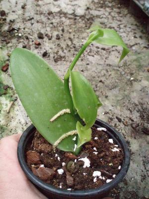 Vanilla planifolia - 1