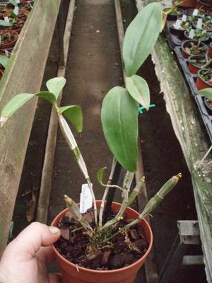 Dendrobium thyrsiflorum - 1