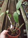 Dendrobium thyrsiflorum - 1/3