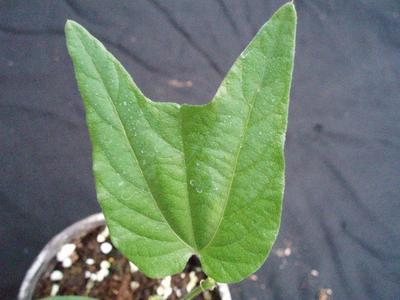 Passiflora capsullaris 'Vanilla Cream' - 1