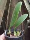Bulbophyllum grandiflorum - 1/3