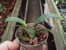 Orchidej pro začátečníky - Cambria/Oncidium mini - 1/4