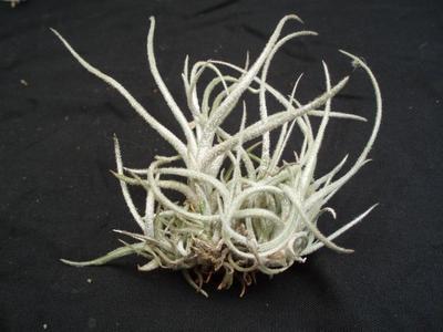 Tillandsia reducta (menší trs) - 1