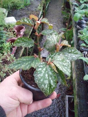 Begonia 'Medora' - 1