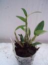Dendrobium Chian-Tzy Aurora 'CT-Jasper' - 1/3