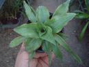 Cryptanthus acaulis 'Green' - 1/2