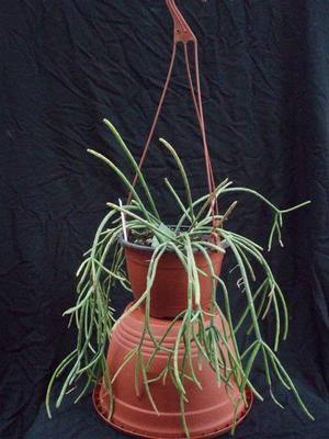 Rhipsalis pulchra - velká rostlina