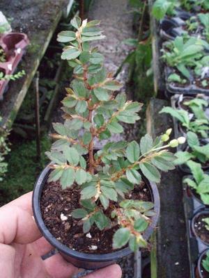 Begonia fuchsioides - 1