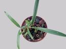 Maxillaria schunkeana - Černá orchidej - 1/4