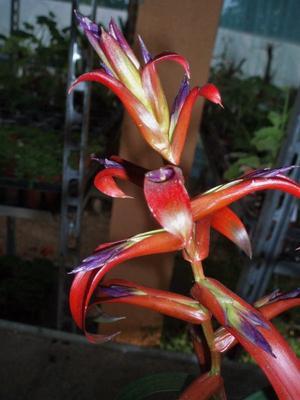 Tillandsia leiboldiana (kvetoucí) - 1