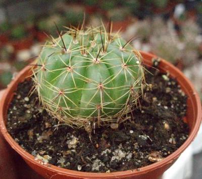 Notocactus ottonis - 1