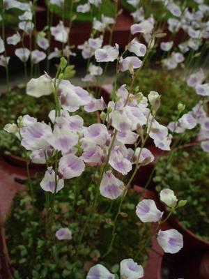 Utricularia livida (bublinatka) - 1