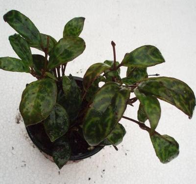 Aeschynanthus marmoratus - 1