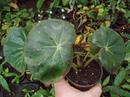 Begonia erythrophylla - 1/3