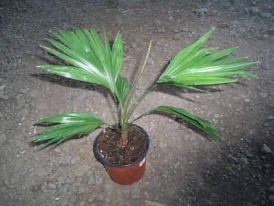 Livingstonia rotundifolia - 1