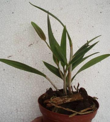 Laelia harpophylla - 1