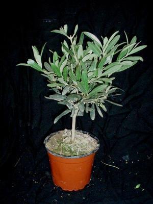 Olivovník (Olea europaea)
