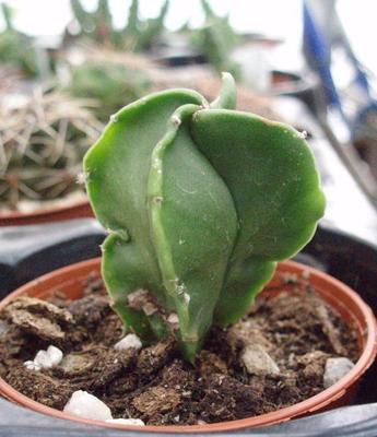 Astrophytum myriostigma v. nuda