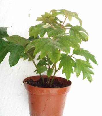 Cissus rhombifolia (kultivar) - 1