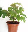 Cissus rhombifolia (kultivar) - 1/3