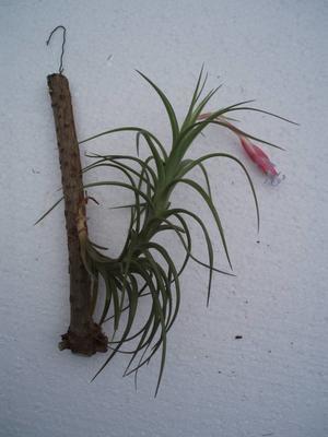 Tillandsia tenuifolia - 1
