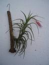 Tillandsia tenuifolia - 1/2