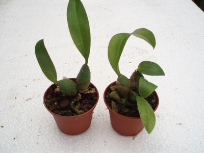 Rossioglossum williamsianum - 1
