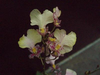 Kvetoucí orchidej mini Oncidium #1 - 1