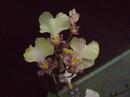 Kvetoucí orchidej mini Oncidium #1 - 1/3