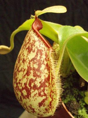 Nepenthes hookeriana - 1