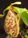 Nepenthes hookeriana - 1/3