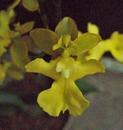 Kvetoucí orchidej mini Oncidium #2 - 1/2
