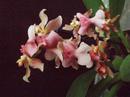 Kvetoucí orchidej mini Oncidium #3 - 1/3