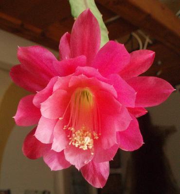 Epiphyllum 'Pink Prince' - 1